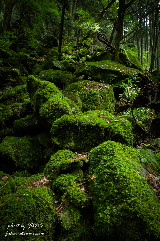 奈良・曾爾村・伊賀見不動滝・美しい苔の世界