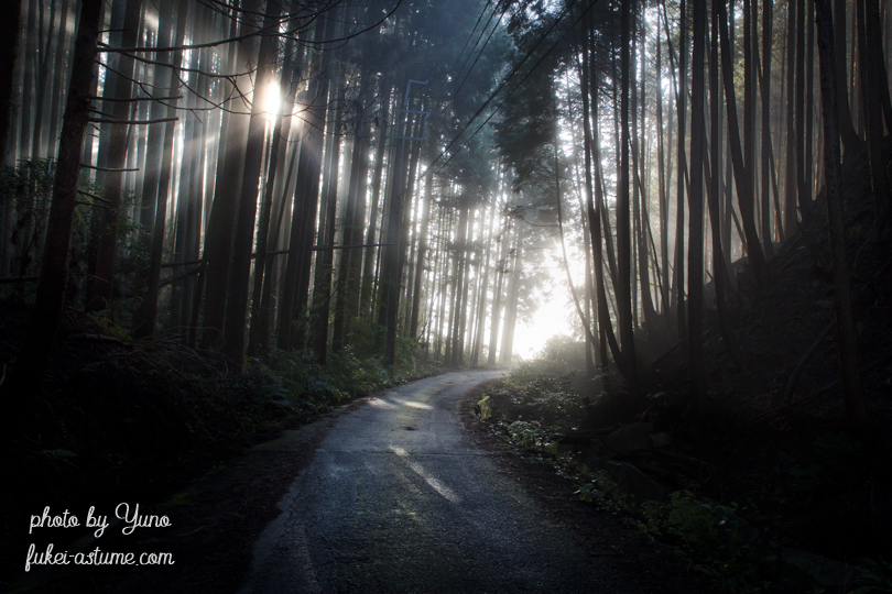 奈良・霧の朝・光芒・光の世界へ・闇と光・光へと続く道・光ある限り