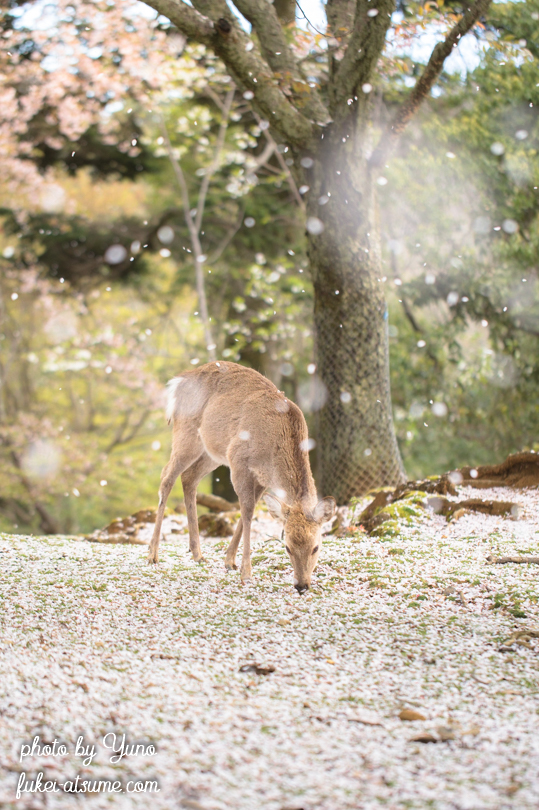 奈良公園・桜吹雪・鹿・桜の絨毯３