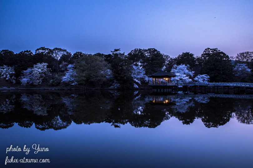 奈良公園・浮見堂・夜明け前・桜・春１