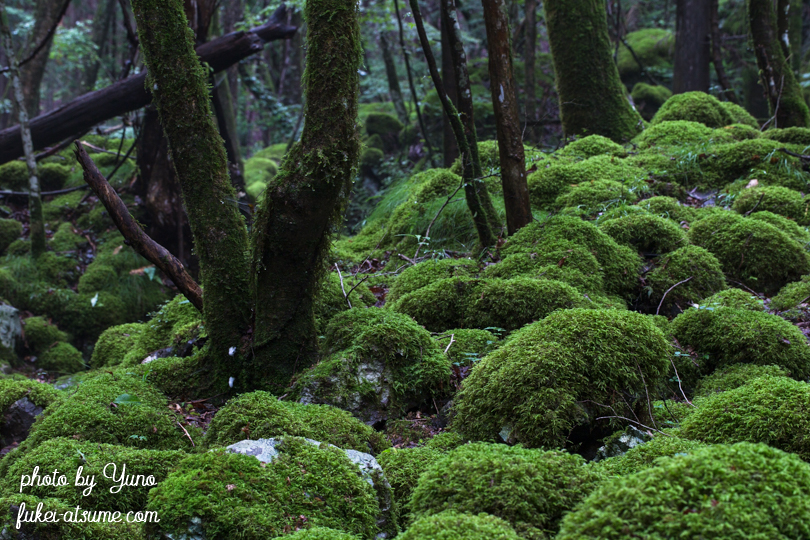 徳島県上勝町・山犬嶽・ミズゴケ・苔の森・苔の楽園・緑・梅雨・moss３