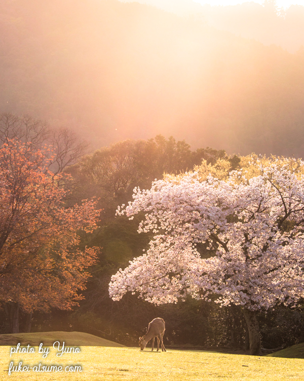 奈良公園・桜・鹿・朝陽・春