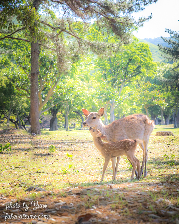 奈良公園・鹿・子鹿・バンビ