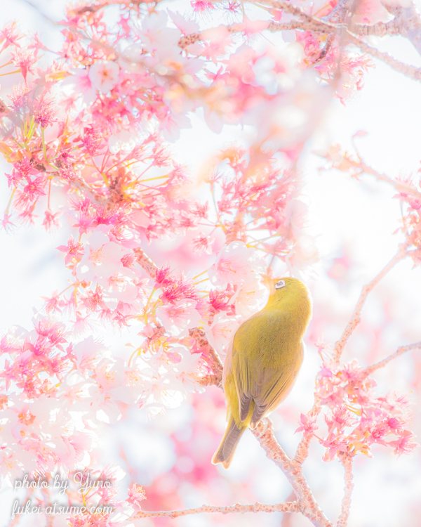 春・早咲き桜・メジロ・桜・サクジロー