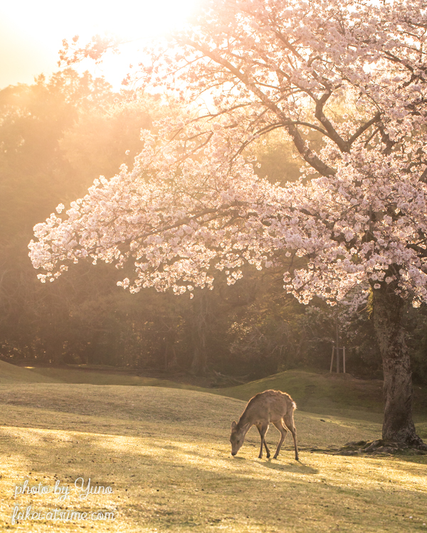 奈良公園・鹿・桜・満開・早朝・朝陽