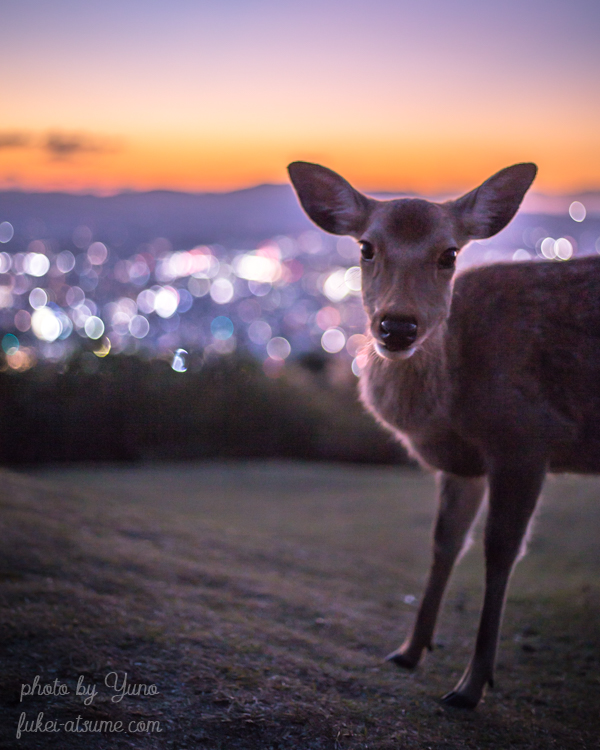 奈良公園・若草山・夕焼け・夕暮れ・夜景・玉ボケ・キラキラ・夕景・鹿