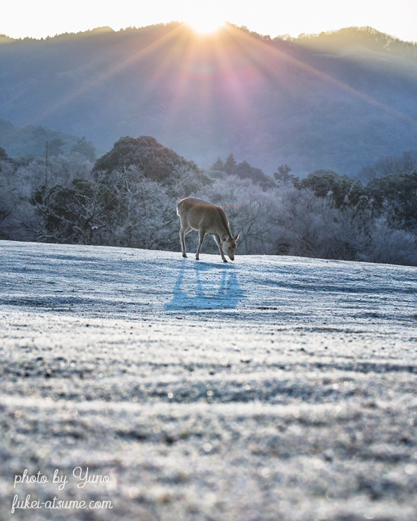 奈良・奈良公園・鹿・早朝・日の出・朝陽・冬・霜