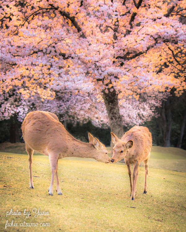 奈良公園・鹿・桜・春・早朝