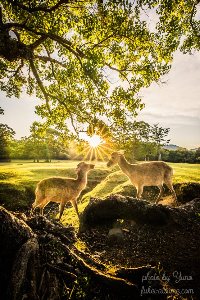 奈良公園・鹿・朝陽・日の出・夏・早朝