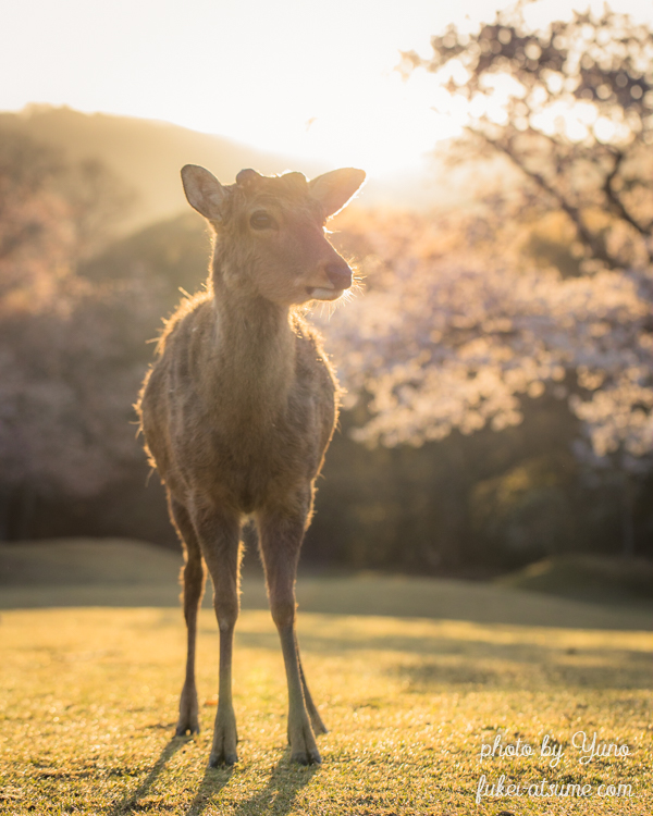 奈良公園・春・桜・鹿・満開・早朝・朝陽