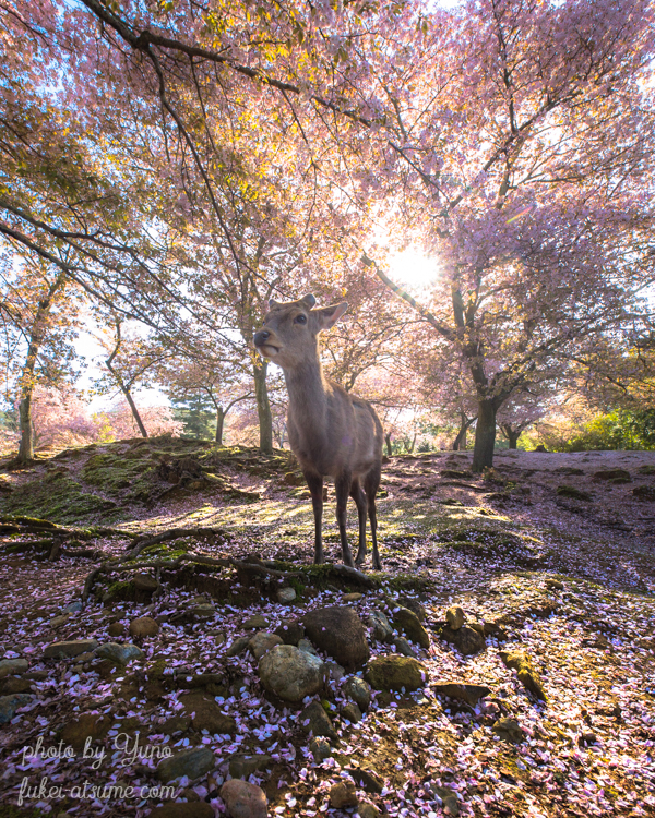 奈良公園・春・桜・鹿・満開・早朝・朝陽