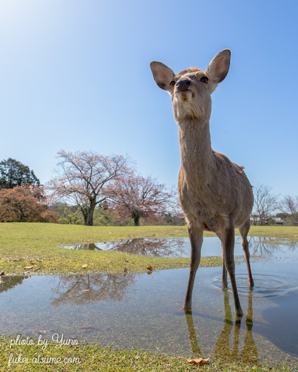 奈良公園・春・桜・鹿・満開・雨上がり・水たまり・リフレクション
