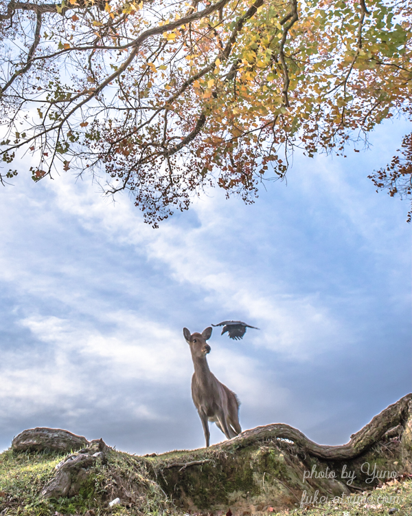 奈良公園・秋・紅葉・鹿・カラス