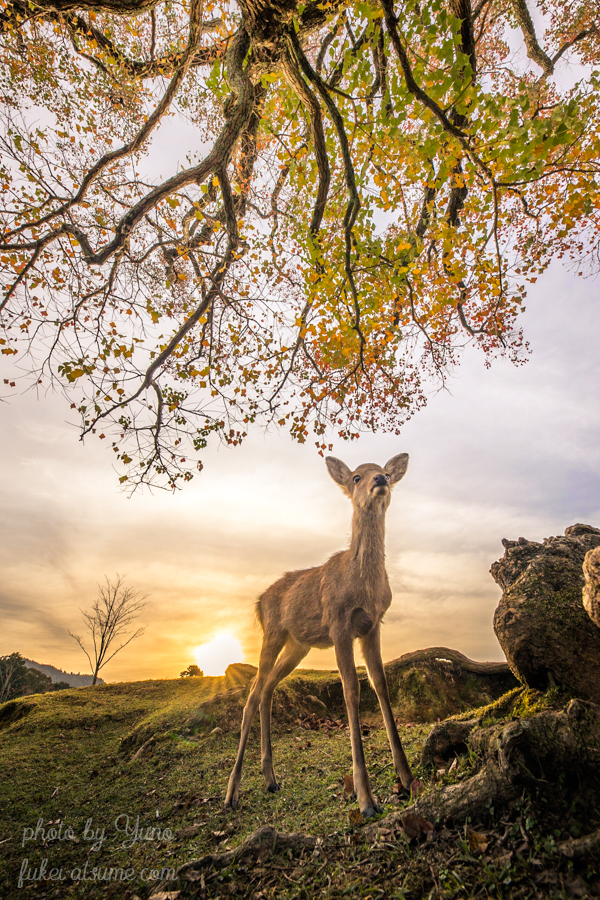 奈良公園・秋・紅葉・鹿・早朝・朝陽・日の出