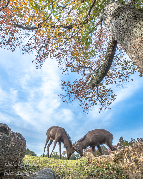 奈良公園・秋・紅葉・鹿・雄鹿・青空