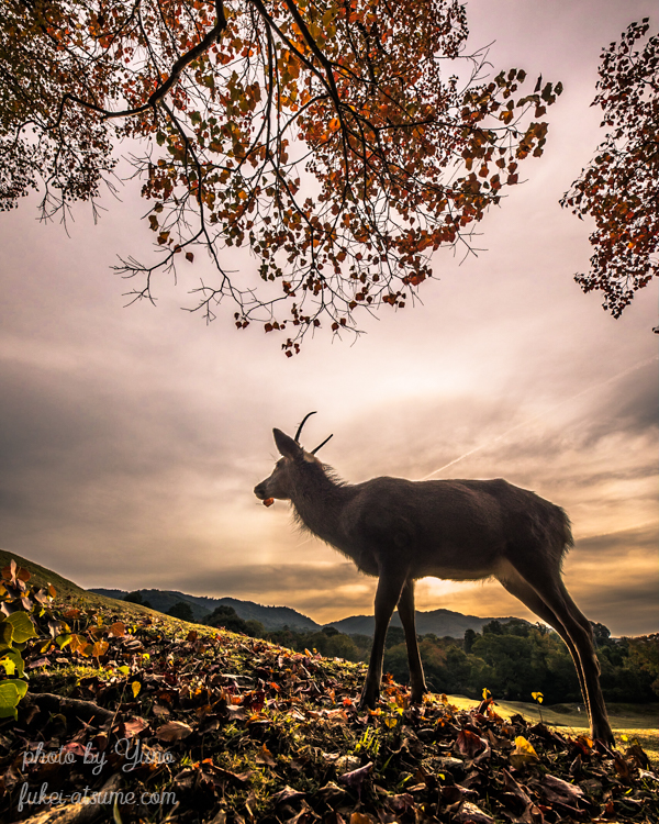 奈良公園・秋・紅葉・鹿・カラス・早朝・朝陽・日の出