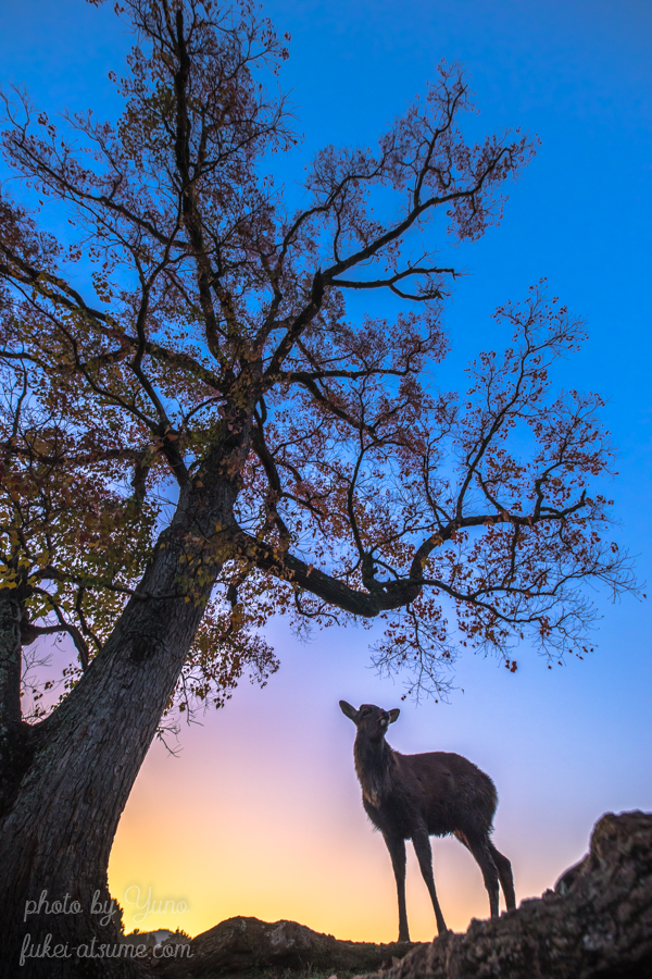 奈良公園・秋・紅葉・夜明け前・鹿・早朝・朝陽