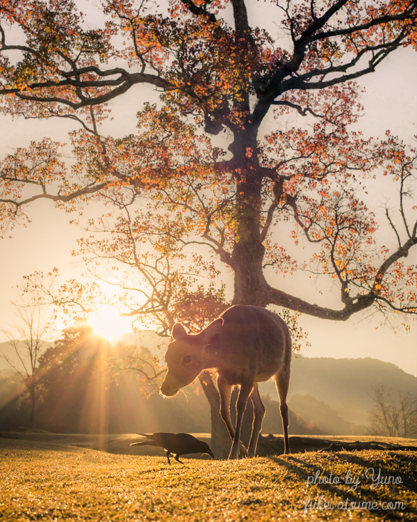 奈良公園・秋・紅葉・鹿・カラス・早朝・朝陽・日の出