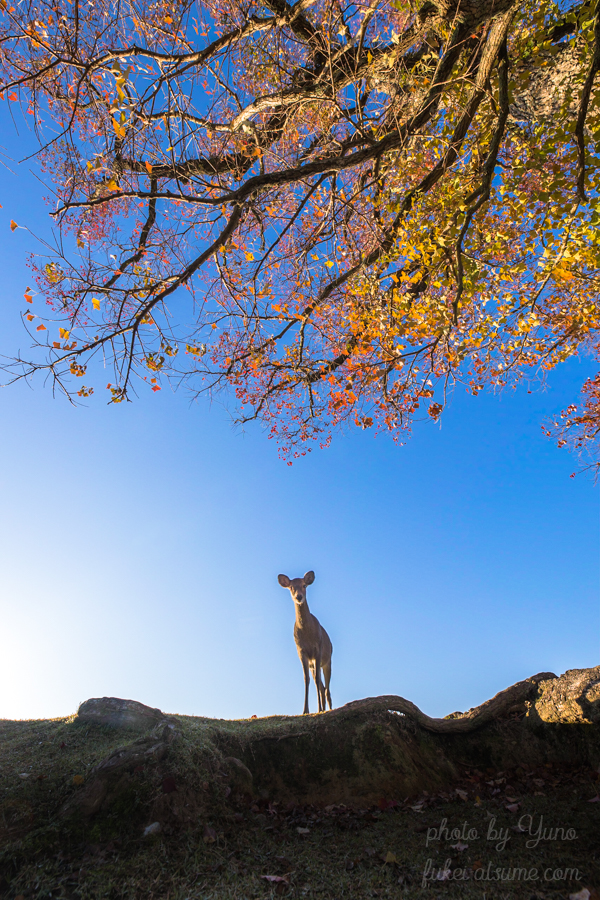 奈良公園・秋・紅葉・鹿・雄鹿・青空