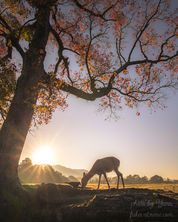 奈良公園・秋・紅葉・鹿・カラス・早朝・朝陽・日の出